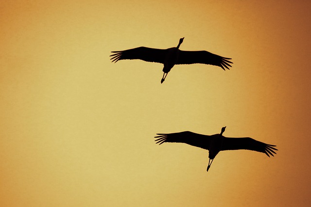 Kranich, Vögel, Flug, Vogel, Tier, Natur