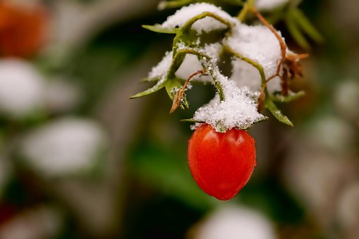 Naturaleza, Verduras, Tomates, Nieve