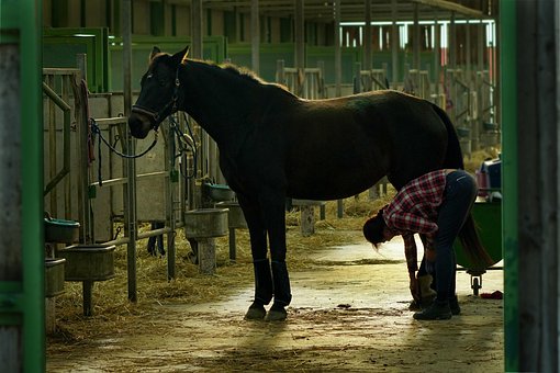 Animal, Mamífero, Caballo, Granero
