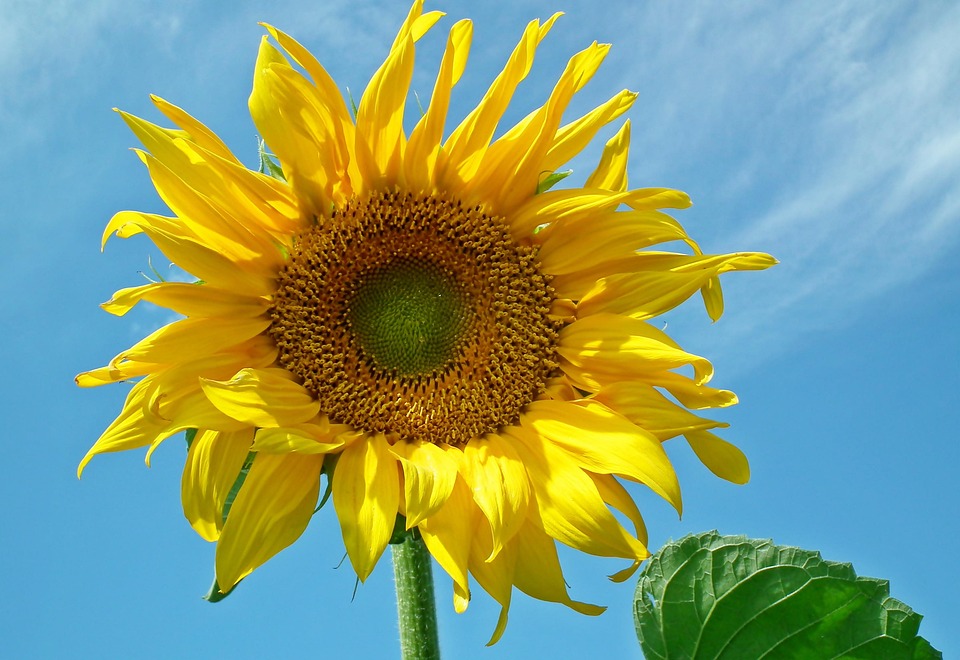Sonnenblume Blume Gelb - Kostenloses Foto auf Pixabay