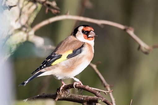 Vogelbilder Zum Ausdrucken Vogelbilder Zum Ausdrucken
