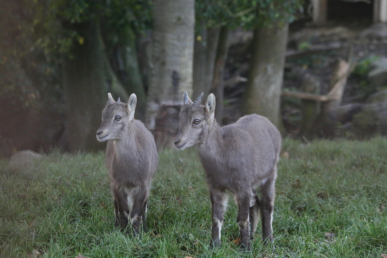 Capricorn Animal Nature - Free photo on Pixabay - Pixabay