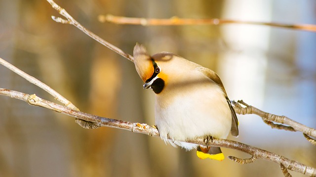 Invierno, Naturaleza, Aves, Nieve