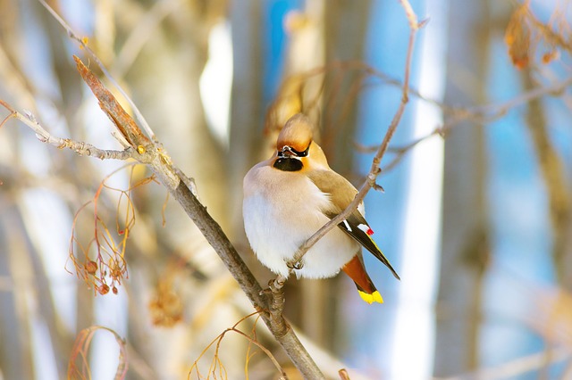 Invierno, Naturaleza, Aves, Nieve