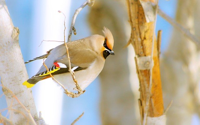Invierno, Naturaleza, Aves, Nieve