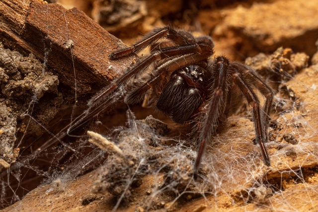 Free Macro Spider photo and picture