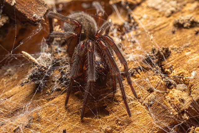 Free Macro Spider photo and picture