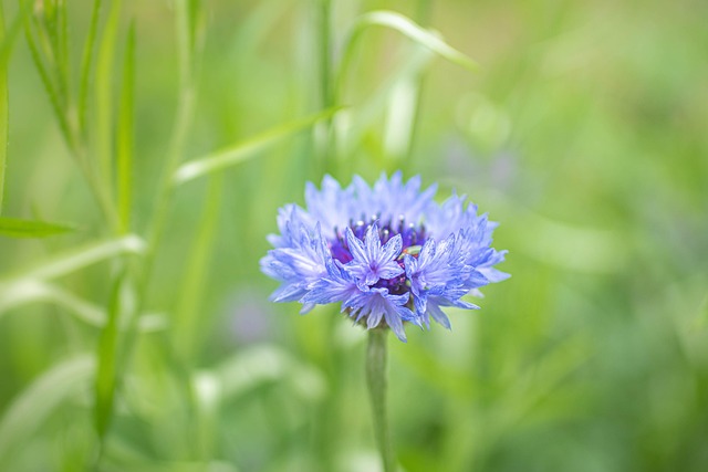 Free Macro Beautiful Flowers photo and picture