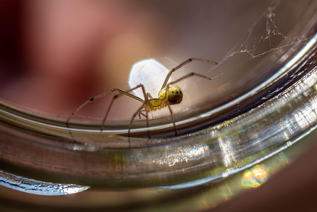 Free Macro Insect photo and picture