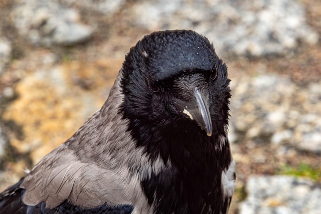 Free Close Up Crow photo and picture