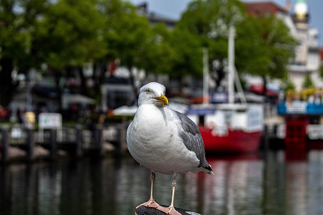Free Close Up Gull photo and picture