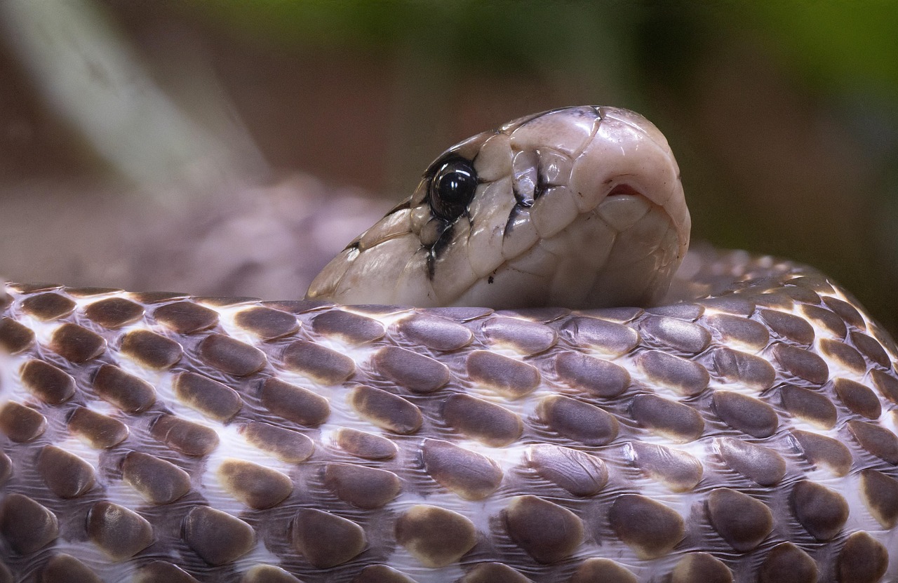 Cobra - free online jigsaw puzzle photo