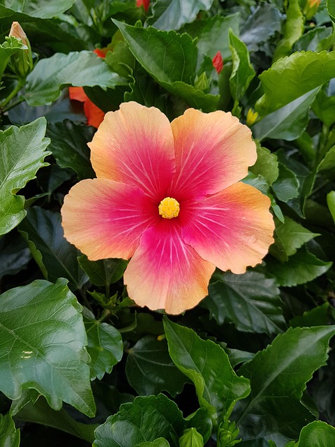 Free Hibiscus Flower photo and picture