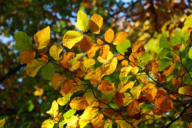 Free Fall Light photo and picture