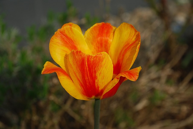 Free Spring Tulip photo and picture