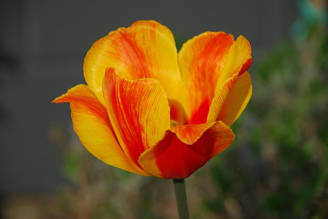 Free Spring Tulip photo and picture