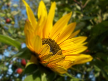 Free Sunflower Yellow photo and picture