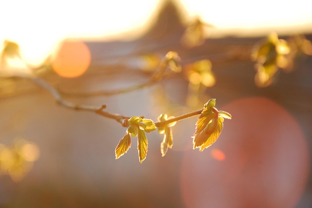 Free Spring Light photo and picture