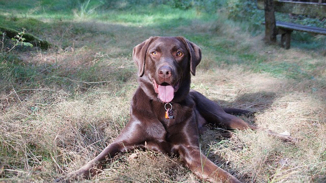 Chien Labrador Extracteur De - Photo gratuite sur Pixabay