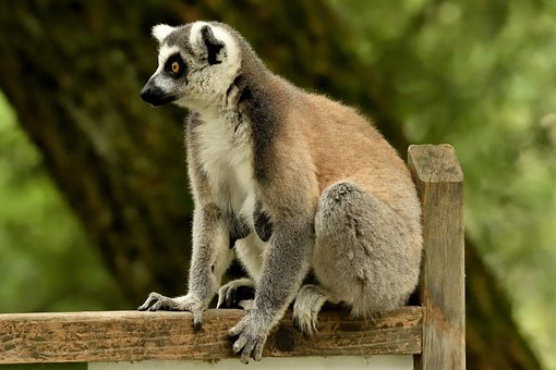 Kata, Dyr, Natur, Zoo