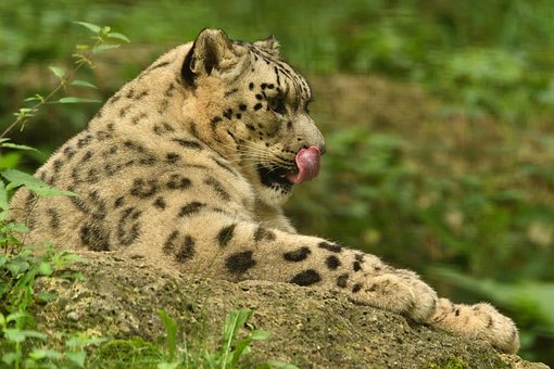 Leopard, Dyr, Kat, Rovdyr, Natur, Vild