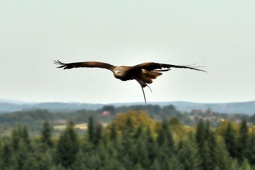 Ørn, Fugl, Himmel, Flyvningen, Flyvende