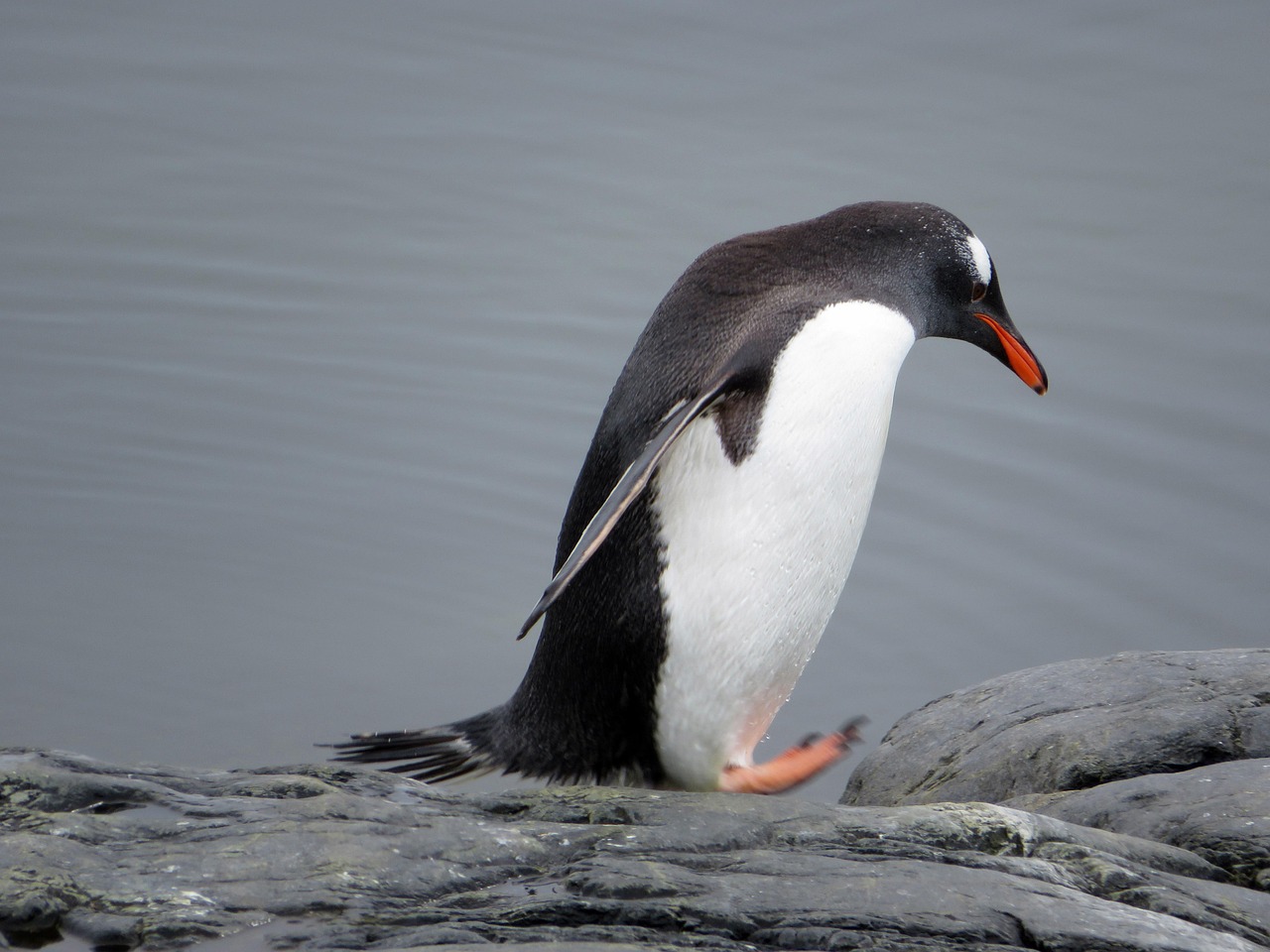 ジェンツーペンギン ペンギン Pixabayの無料写真