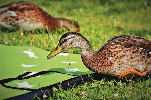De 9 000 Photos Et Images De Canard Pixabay