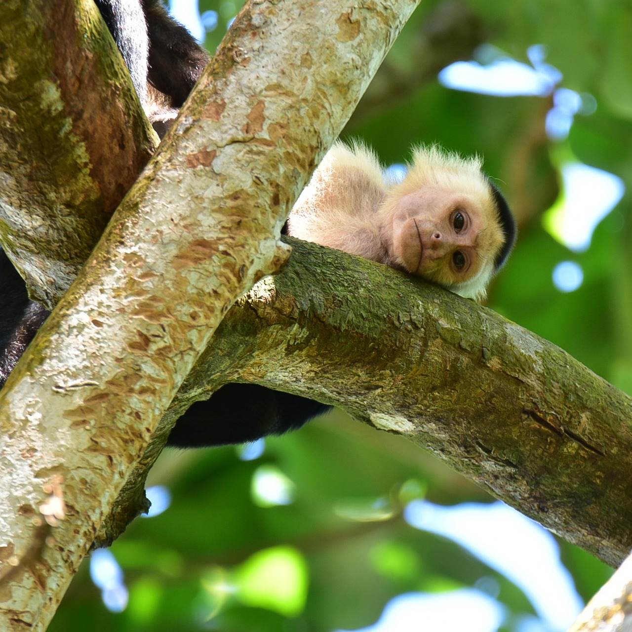 Monkey - free online jigsaw puzzle photo