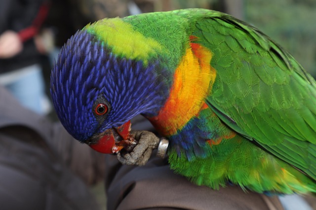 Free Loro Cotorra photo and picture