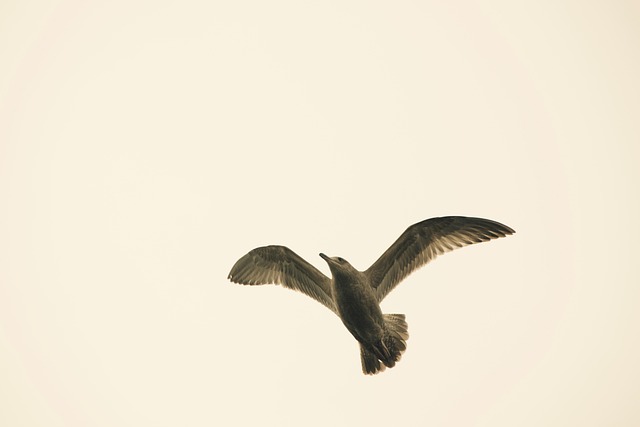 Free Gull Bird photo and picture