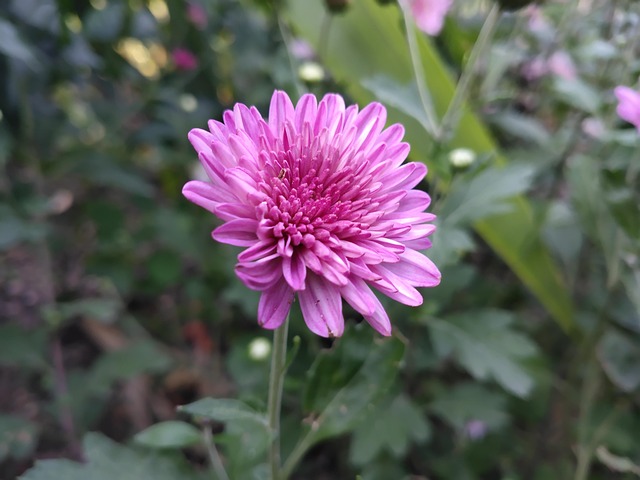 Free Flowers Nature photo and picture
