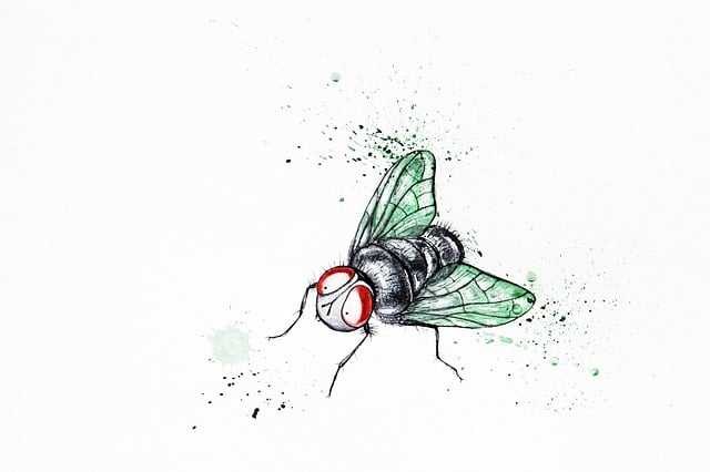 Free funny cute fly illustration
