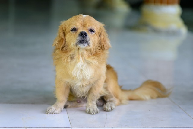Cão, Bicho De Estimação, Cão Amarelo