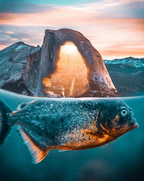 Fish Background Photoshop Free Photo On Pixabay