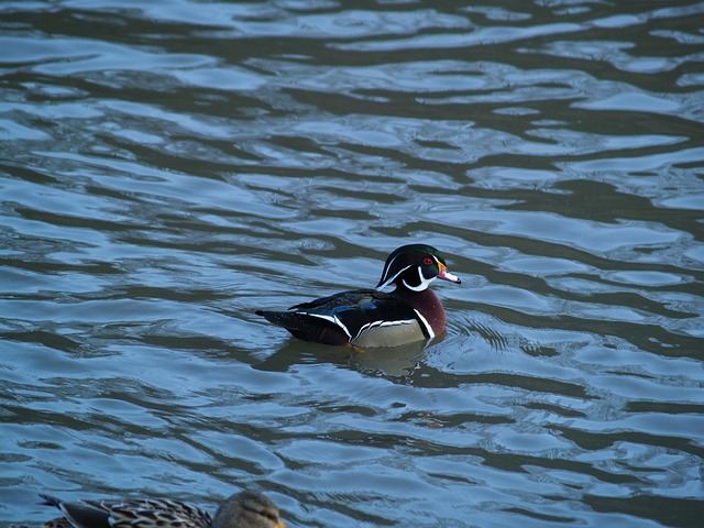Free Bride-To-Be Duck Drake Mallard Females photo and picture