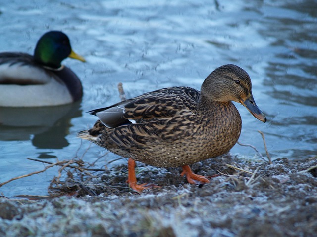 Free Mallard Females Bride Duck photo and picture