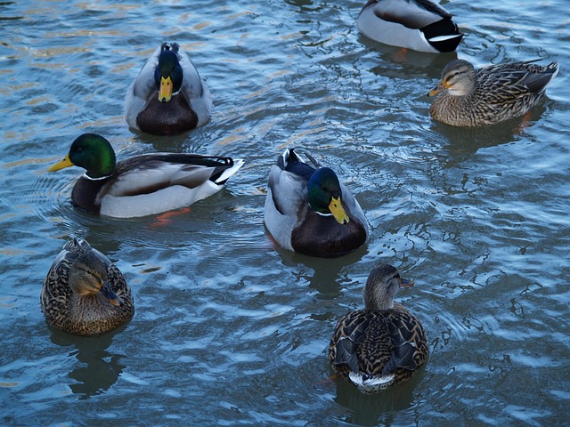 Free Mallard Females Bride Duck photo and picture