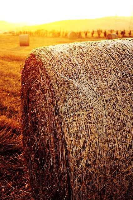 Free Hay Hay Ball photo and picture