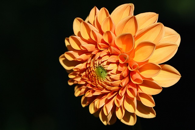 Hintergrund, Schwarz, Blume