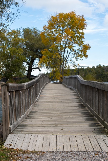 Free Bridge Tree photo and picture
