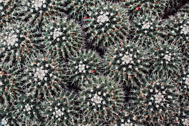 Free Cactus Wallpaper Hd photo and picture
