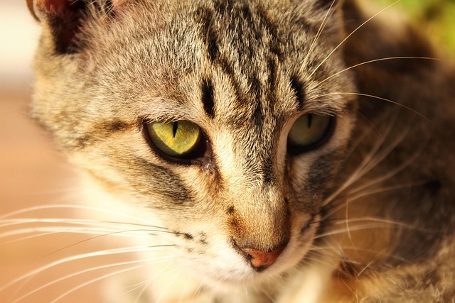 Free Cat Eyes photo and picture