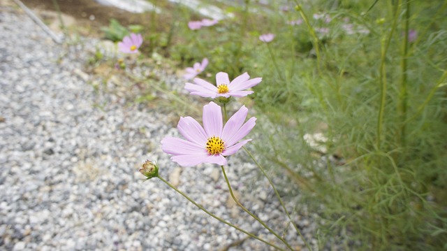 Free Cosmos Wild Flower photo and picture