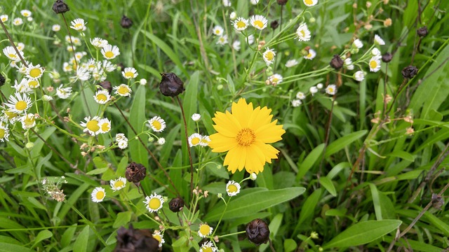 Free Wildflower Wild Flower photo and picture