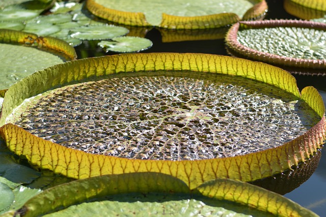 Free Garden Pond Water Lily photo and picture