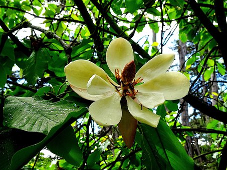 Magnolia Grandiflora, Magnolia, Trees