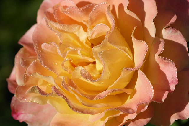 Rose, Gelb, Wasser, Tau, Natur, Flora