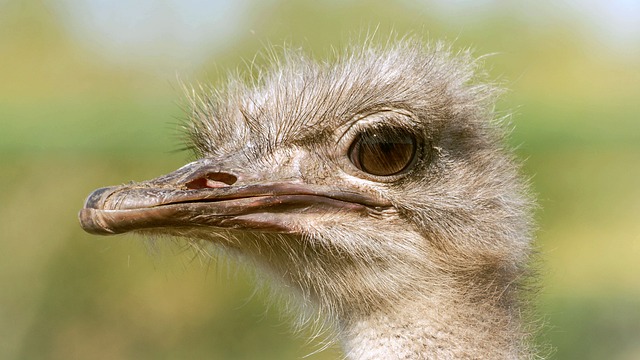 Avestruz, Pájaro, Cabeza, Pluma, Ojos