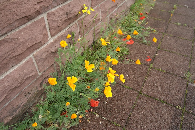 Naturaleza, Flor, Amapola, Civilización